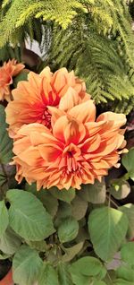 Close-up of orange flowering plant
