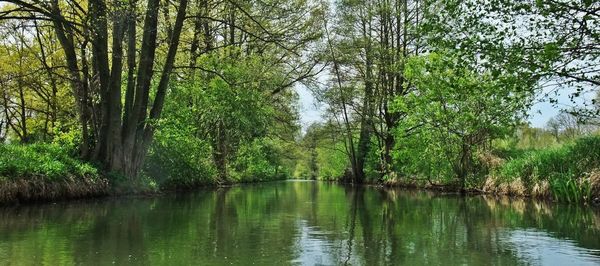 Scenic view of lake in forest