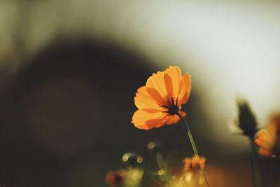 Close-up of orange flower against blurred background