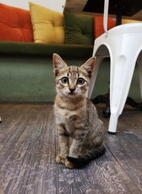 Portrait of cat sitting on floor at home