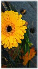 Close-up of sunflower blooming outdoors