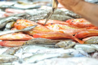 Close-up of fish for sale in market