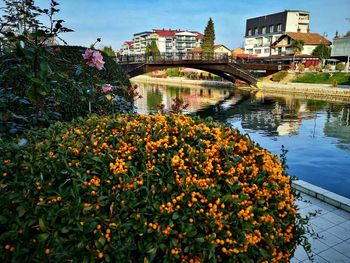 View of flowering plants by river and buildings against sky