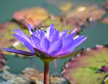 Close-up of insect on purple flower