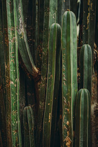 Close-up of succulent plant