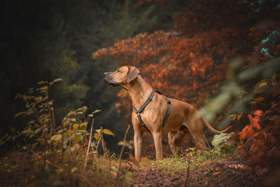 Dog standing on land