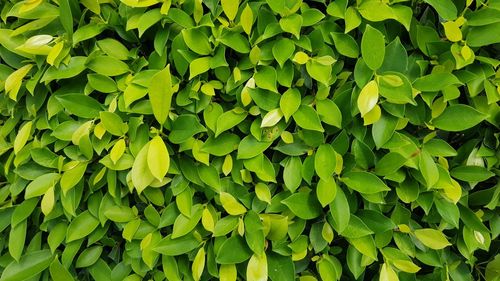 Full frame shot of green leaves