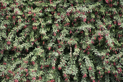 Full frame shot of red flowering plants