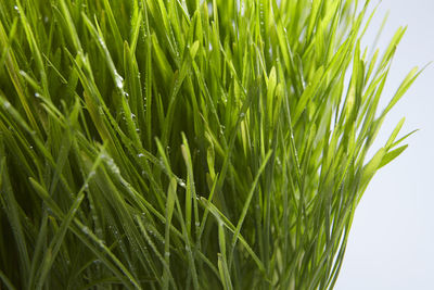 Fresh green wheat grass isolated on white background