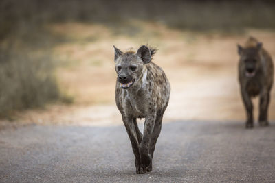 Portrait of dog standing outdoors