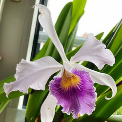Close-up of purple flowering plant
