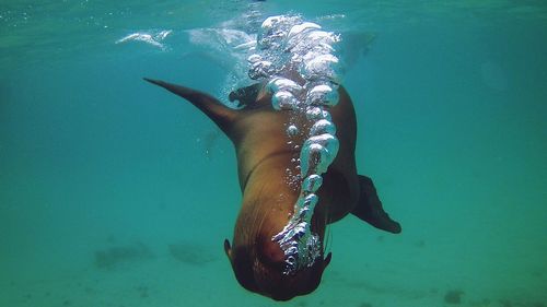 Seal swimming undersea