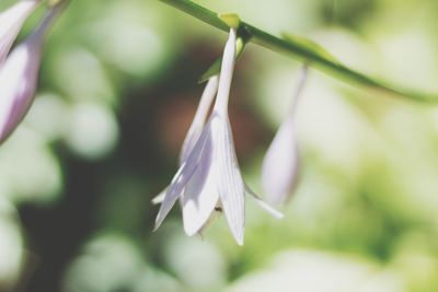 Close-up of white flowering plant