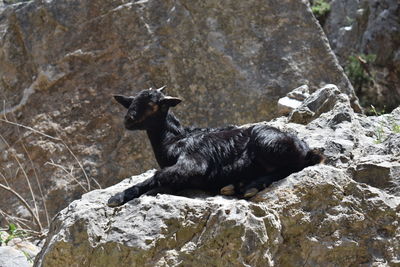 Black dog on rock