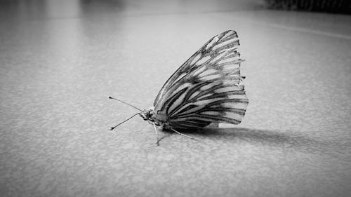 Close-up of butterfly