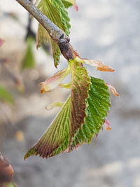 Close-up of lizard on plant