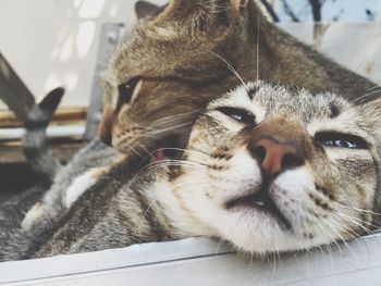 Close-up of cat resting on floor