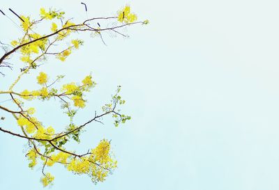 Low angle view of tree against clear sky