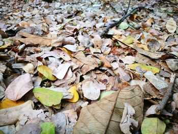 High angle view of maple leaves