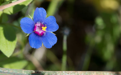 Close-up of purple flower blooming outdoors