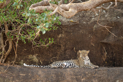 Leopard lying on rocky ledge under branch