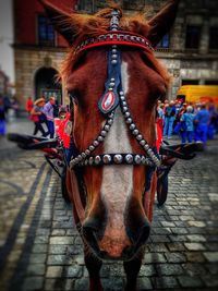 Close-up of horse