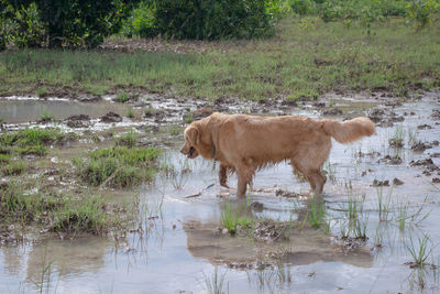 View of sheep drinking water