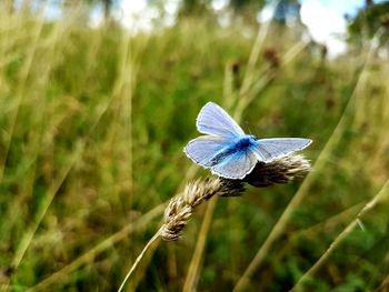 Close-up of insect on flower in field