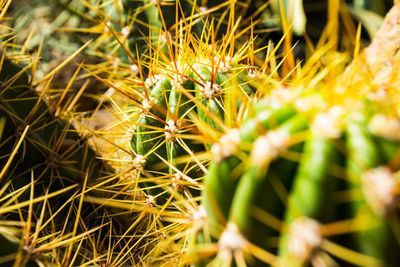 Close-up of cactus plant