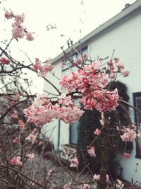 Low angle view of pink cherry blossoms against sky
