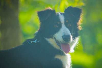 Close-up of dog looking away