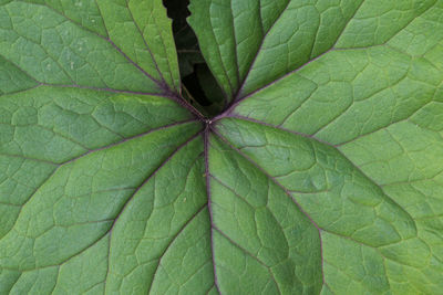 Full frame shot of green leaves