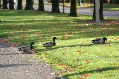 Birds perching on field