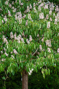 View of flowering plants growing on field