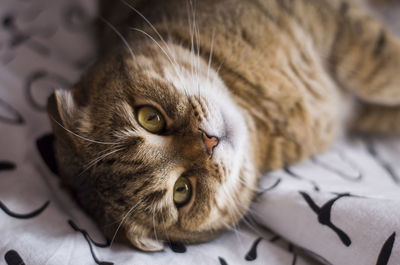 Close-up of cat lying on bed