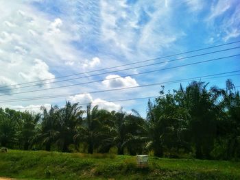 Low angle view of trees against sky