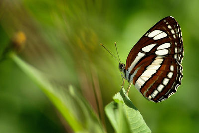 Close-up of butterfly on leaf