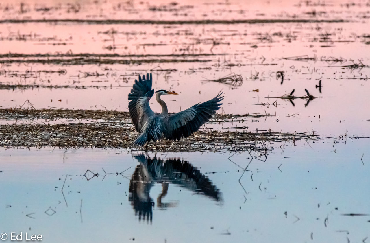 BIRD FLYING OVER LAKE