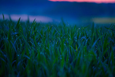 Beautiful fresh spring grass growing in the meadow during sunrise.