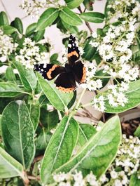 Close-up of butterfly pollinating on flower