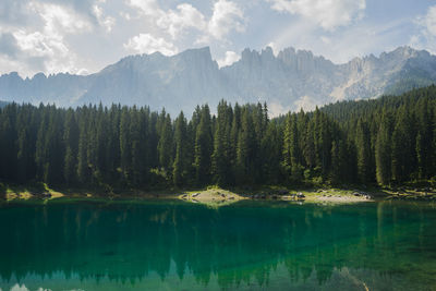 Scenic view of lake in forest