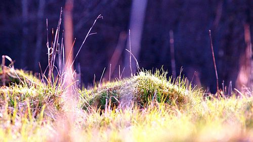 Close-up of grass on field at night