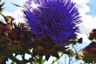 Close-up of purple flower against sky