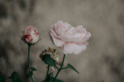 Close-up of pink rose