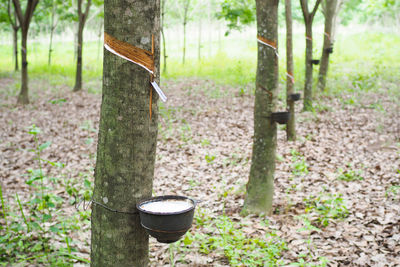 View of bamboo trees in forest