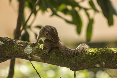 Close-up of lizard on branch