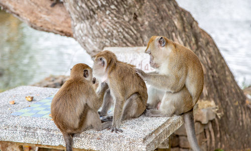 Close-up of monkey