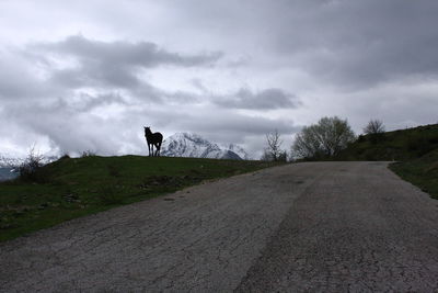 A horse standing on the road 