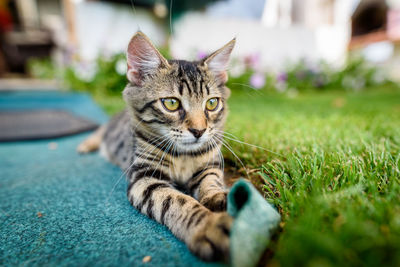 Portrait of cat sitting on grass