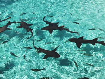 High angle view of fish swimming in sea